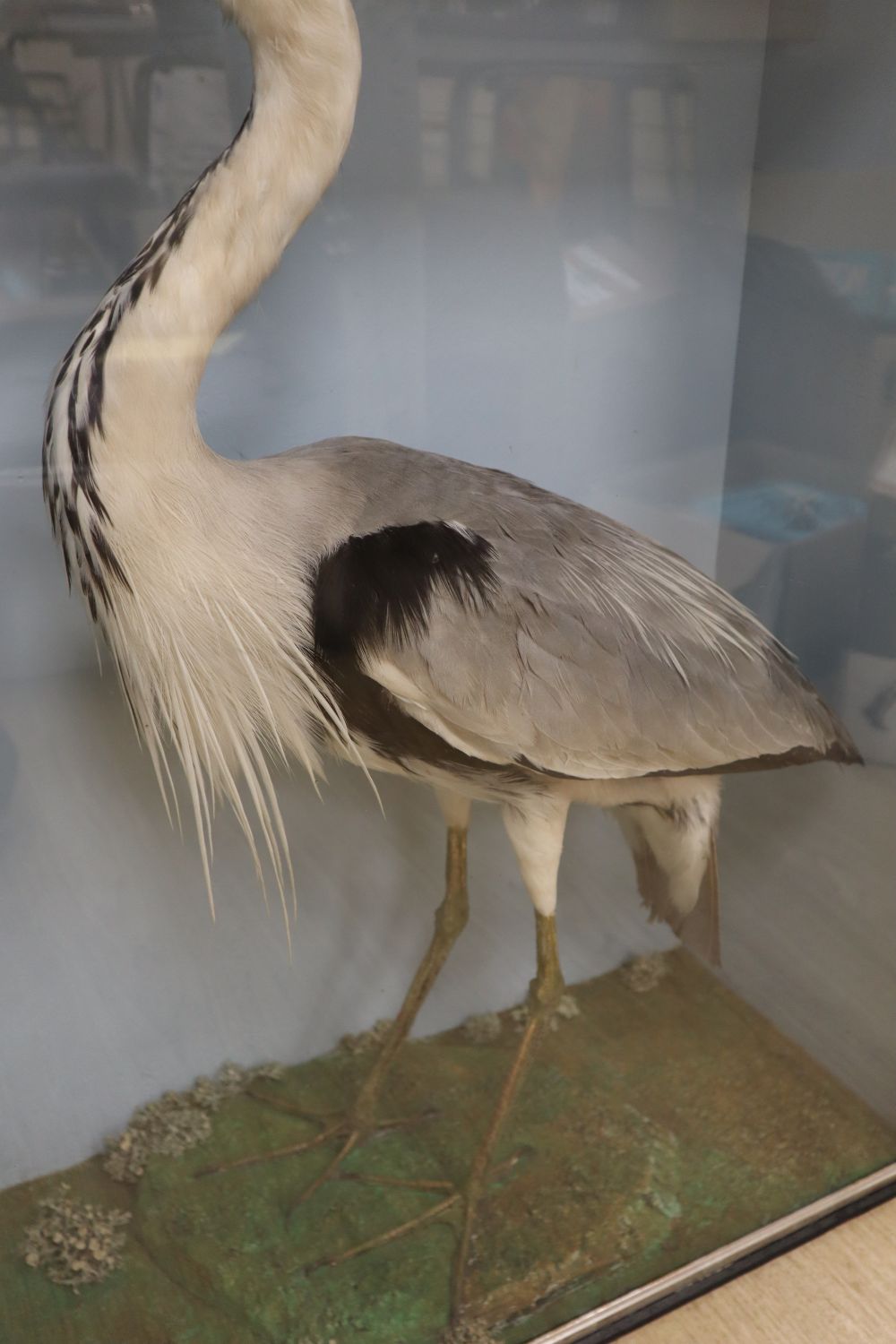 An early 20th century taxidermic Grey Heron, in glazed case, height case 84cm